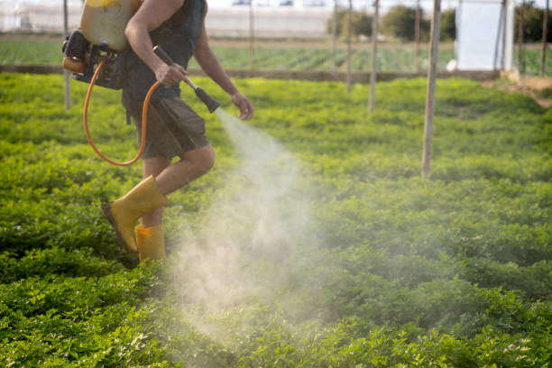Best Best Pest Control Companies  in Ashdown, AR