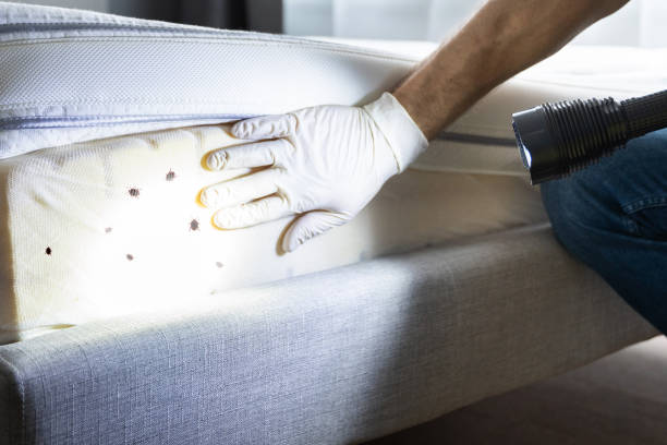 Best Pest Control Treatment  in Ashdown, AR