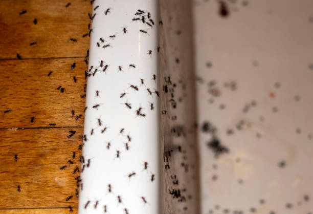 Best Exterminator Services  in Ashdown, AR